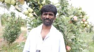 ಬಿರು ಬಿಸಿಲಿನ ನಡುವೆ ಕಲರ್‌ಪುಲ್‌ ಆಪಲ್‌ ಬೆಳೆದು ಮಾದರಿಯಾದ ರೈತ..!